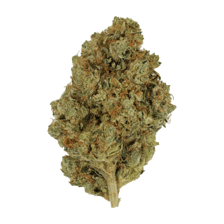 Nepalese | OG Extracts Canada Nepalese | OG Extracts Canada