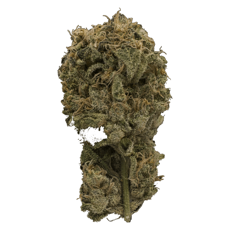 Ayahuasca Purple | OG Extracts Canada Ayahuasca Purple | OG Extracts Canada