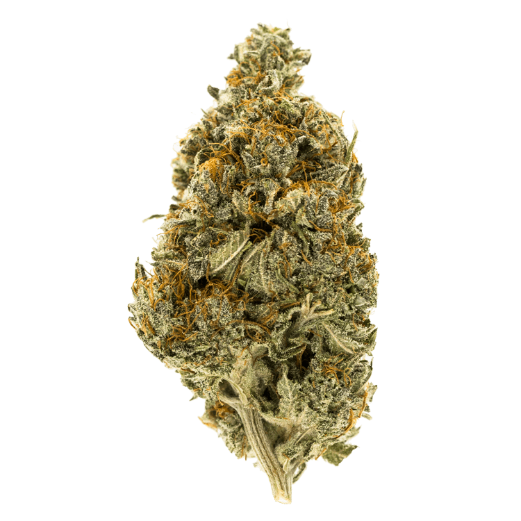 Westcoast Sour Diesel | OG Extracts Canada Westcoast Sour Diesel | OG Extracts Canada