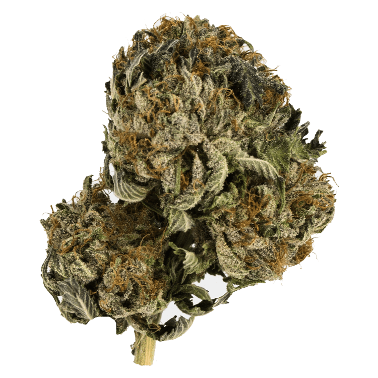 Black Tuna – 1 ounce | OG Extracts Canada Black Tuna – 1 ounce | OG Extracts Canada