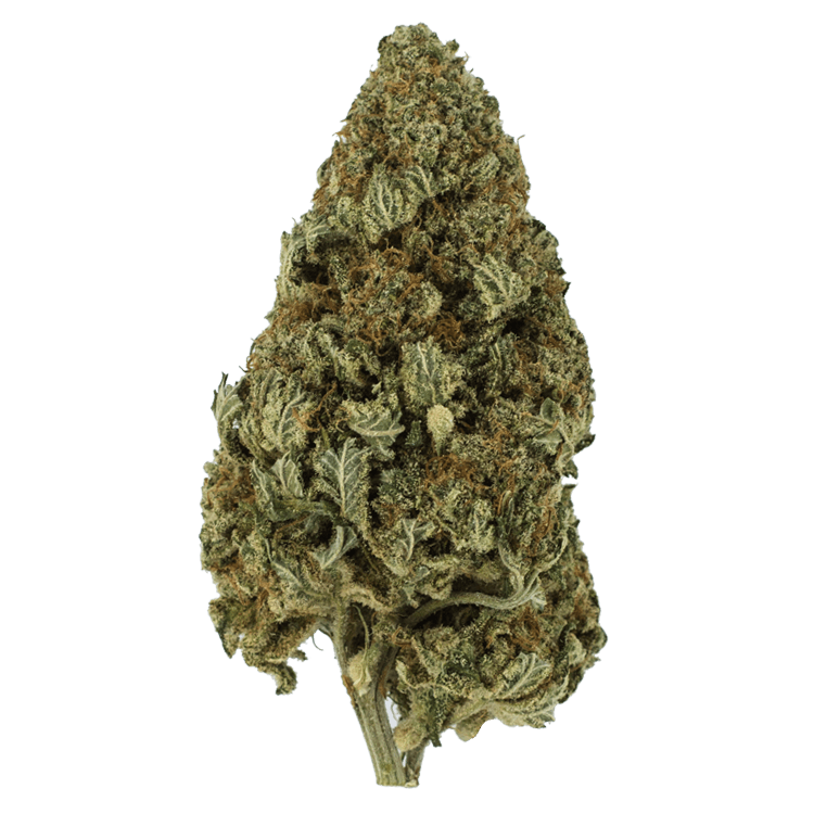 Hulkamania | OG Extracts Canada Hulkamania | OG Extracts Canada