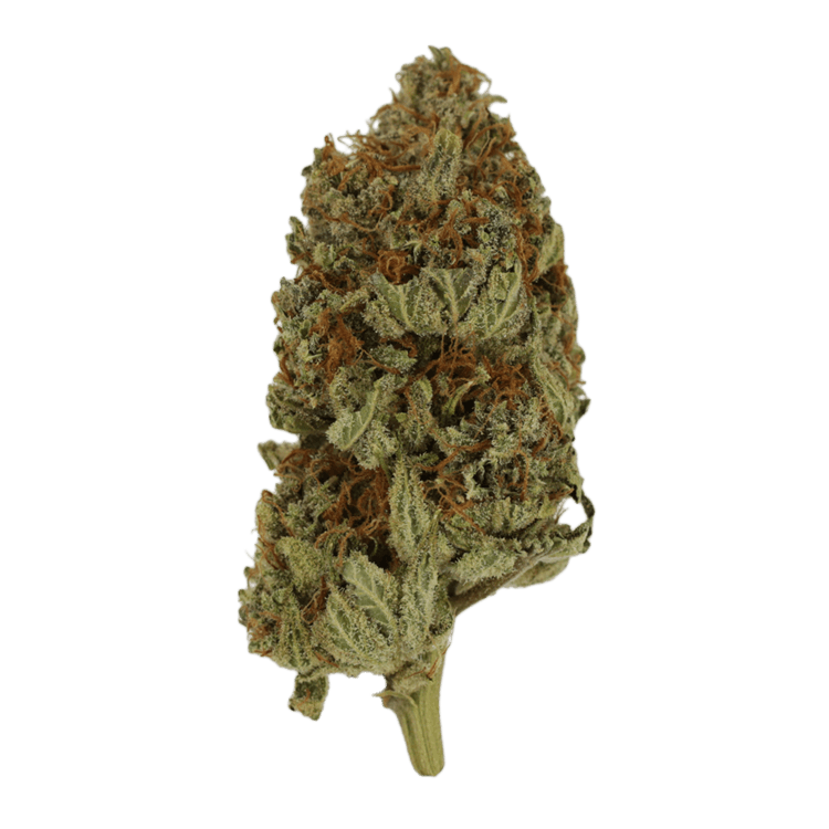 Congo | OG Extracts Canada Congo | OG Extracts Canada