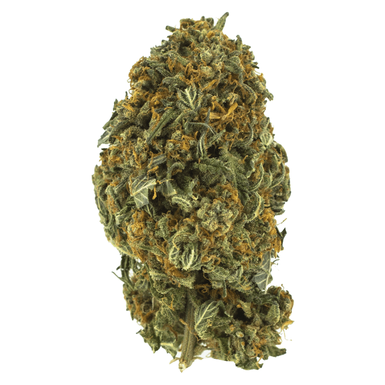 Night Nurse – 1 ounce | OG Extracts Canada Night Nurse – 1 ounce | OG Extracts Canada