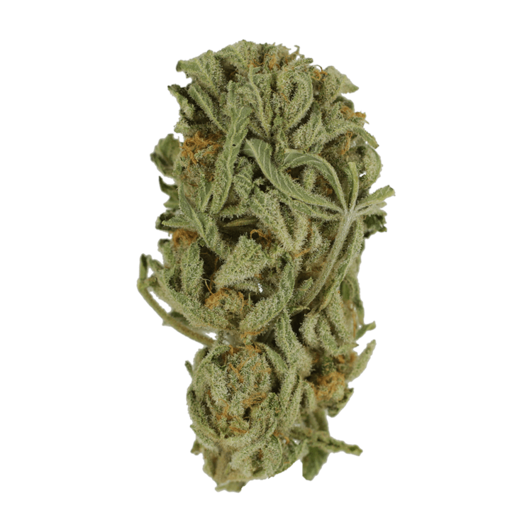 Master Kush Ultra | OG Extracts Canada Master Kush Ultra | OG Extracts Canada