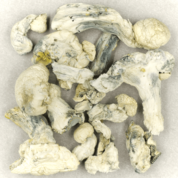 Cambodian Psilocybe Cubensis | OG Extracts Canada Cambodian Psilocybe Cubensis | OG Extracts Canada