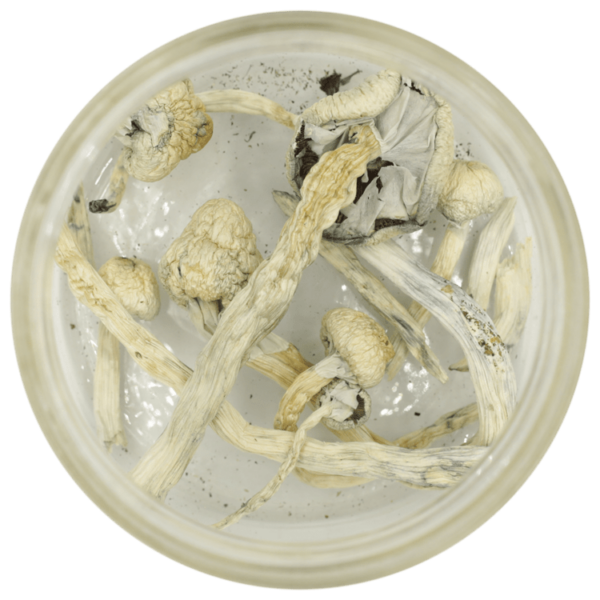 Great White Monster Cubensis | OG Extracts Canada Great White Monster Cubensis | OG Extracts Canada