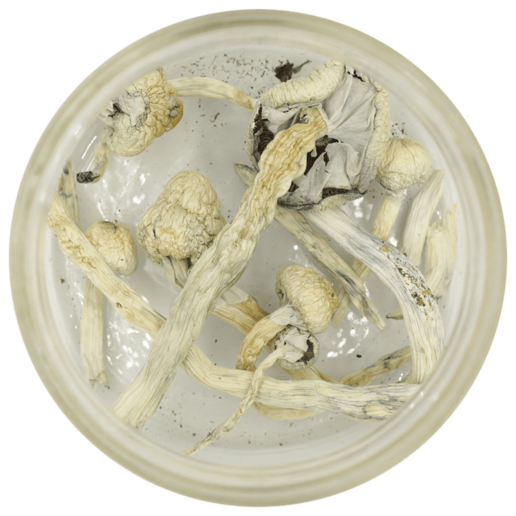 Great White Monster Cubensis | OG Extracts Canada Great White Monster Cubensis | OG Extracts Canada
