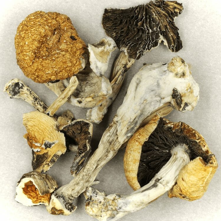 Thai Elephant | OG Extracts Canada Thai Elephant | OG Extracts Canada