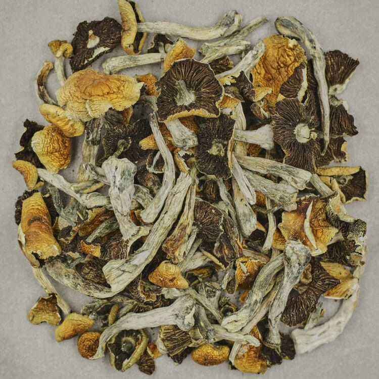Apex (Psilocybe Cubensis) | OG Extracts Canada Apex (Psilocybe Cubensis) | OG Extracts Canada