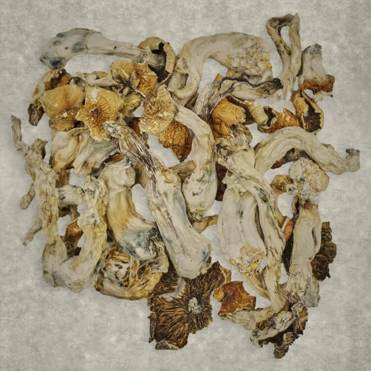 Apex (Psilocybe Cubensis) | OG Extracts Canada Apex (Psilocybe Cubensis) | OG Extracts Canada