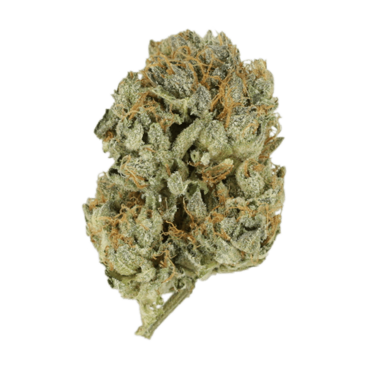 Kashmir Kush | OG Extracts Canada Kashmir Kush | OG Extracts Canada