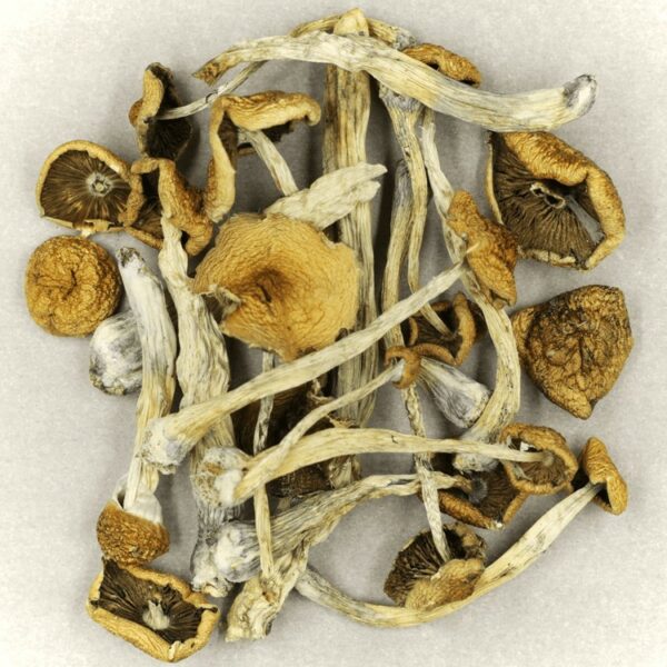 Psilocybe Cubensis Mexicana | OG Extracts Canada