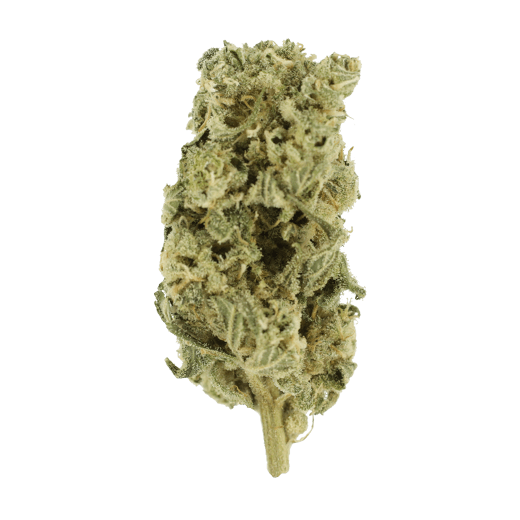 Hash Plant – 1oz / $60 | OG Extracts Canada Hash Plant – 1oz / $60 | OG Extracts Canada