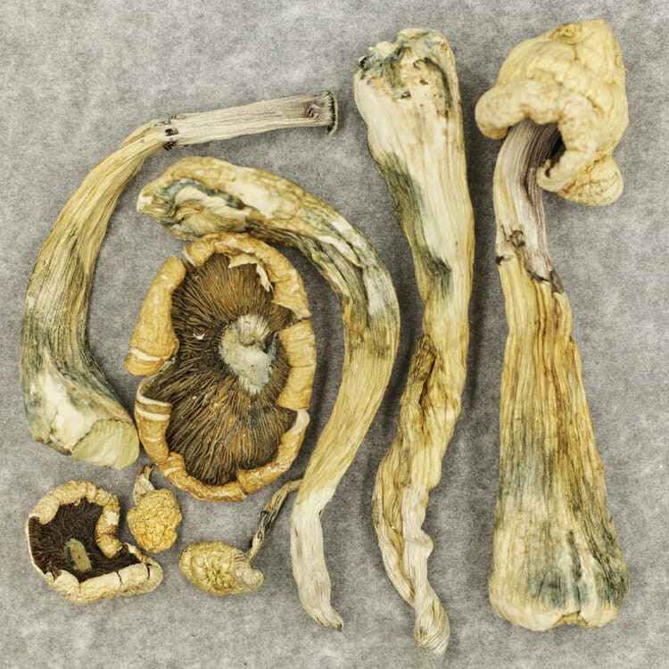 Atlantic Treasure Coast | OG Extracts Canada Atlantic Treasure Coast | OG Extracts Canada