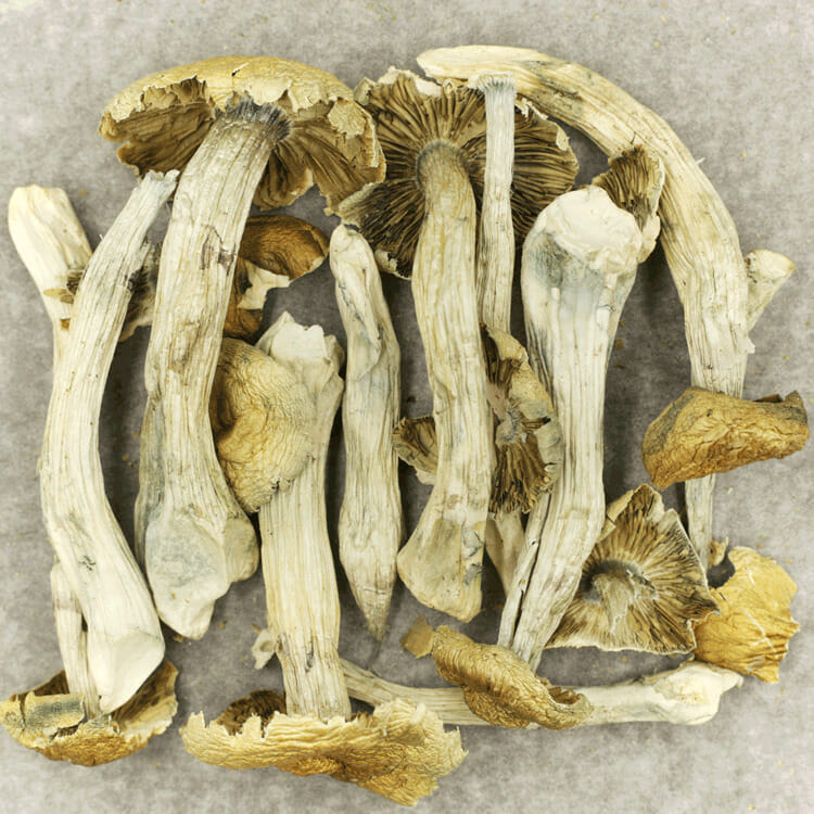 Jerry Garcia | OG Extracts Canada Jerry Garcia | OG Extracts Canada