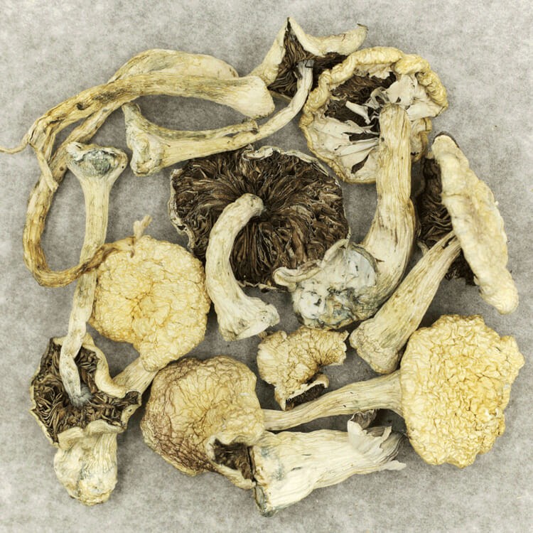 Leucistic Burma | OG Extracts Canada Leucistic Burma | OG Extracts Canada