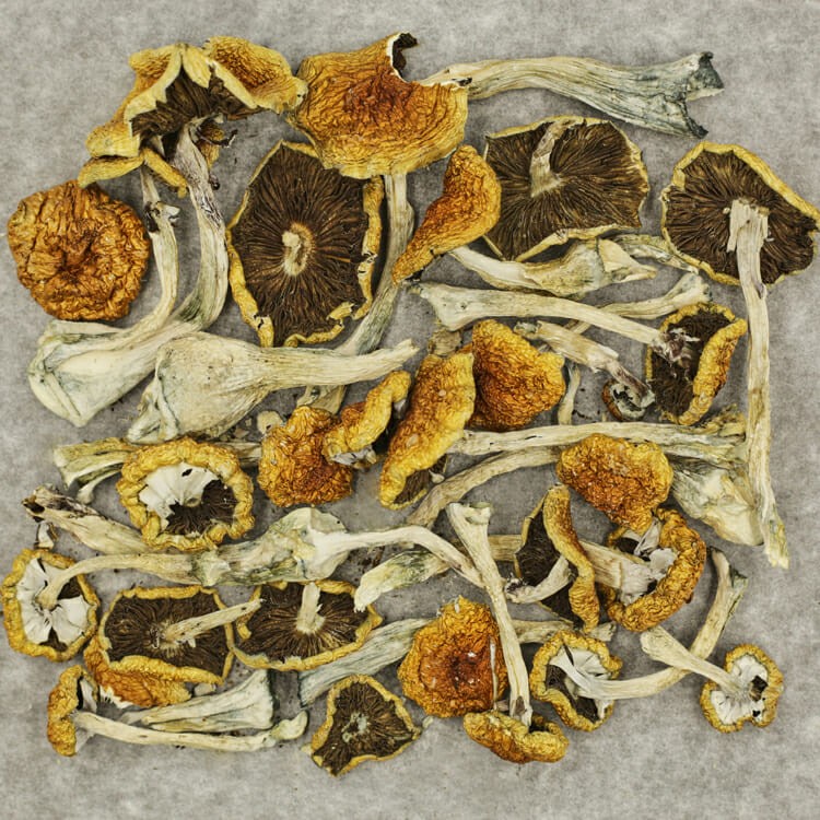 Tanam Negara | OG Extracts Canada Tanam Negara | OG Extracts Canada