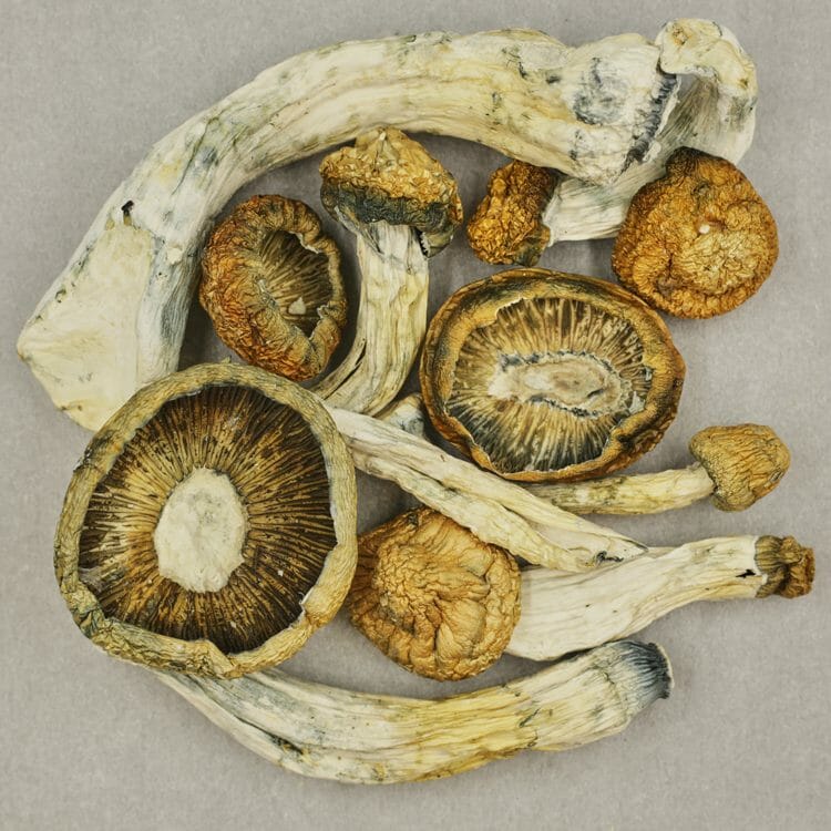 Thrasher | OG Extracts Canada Thrasher | OG Extracts Canada