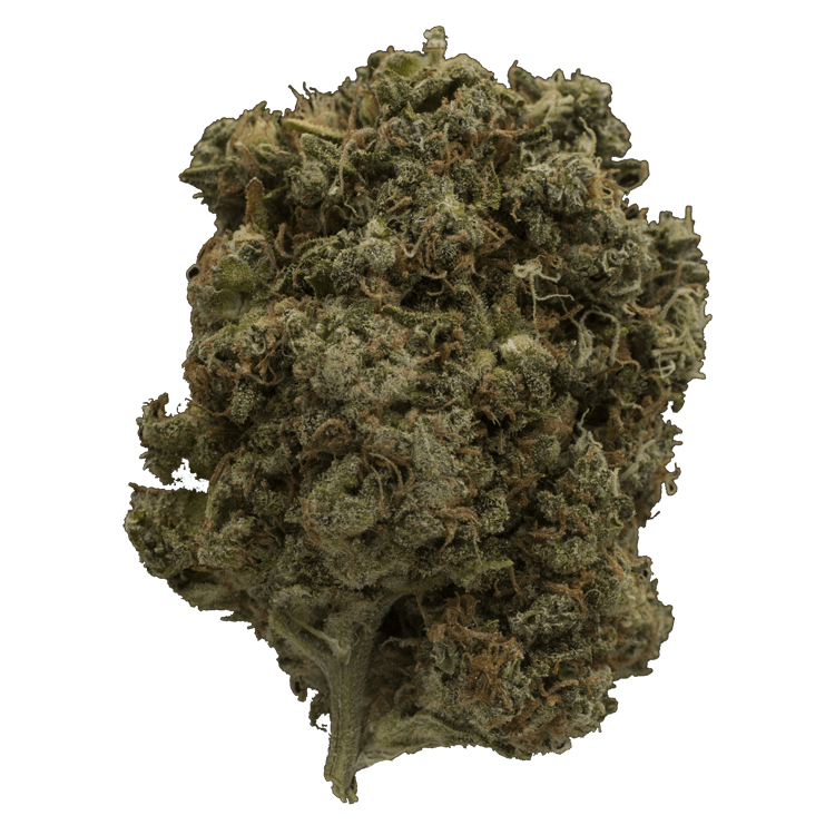 Jelly Bean | OG Extracts Canada Jelly Bean | OG Extracts Canada